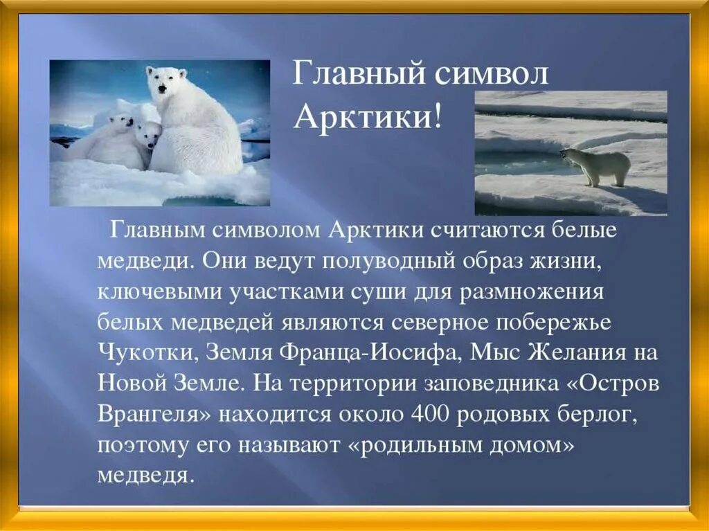 Сообщение об Арктике. Рассказ про Арктику. Животные Арктики. Доклад про Арктику.