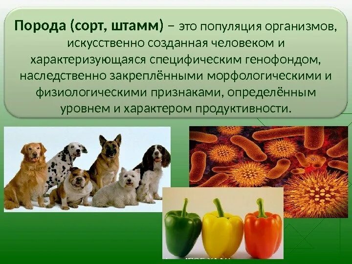 Наука о методах создания новых сортов