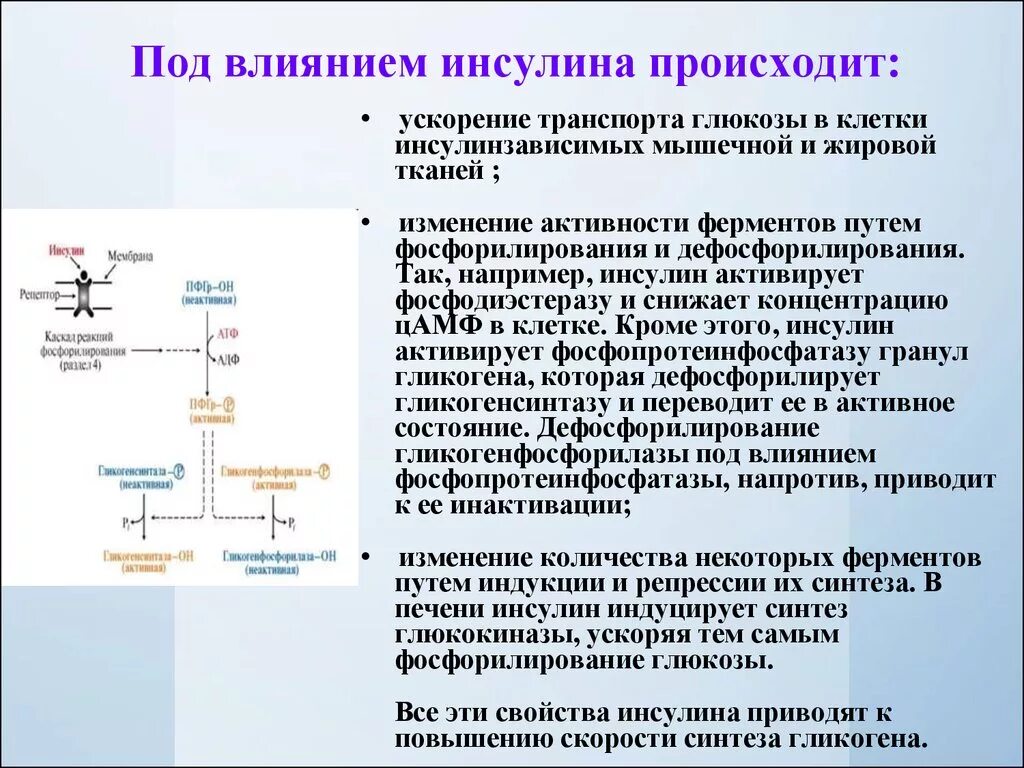 Влияние инсулина на Синтез гликогена. Регуляция синтеза гликогена инсулином схема. Схема действия инсулина на жировую ткань. Схема регуляции обмена гликогена инсулином.