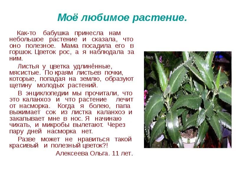 Сочинение на тему растения. Сочинение на тему цветы. Сочинение на тему моё любимое растение. Описать любимое растение