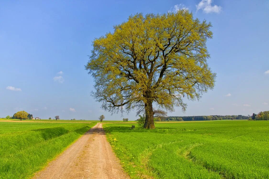 Дерево. Красивые пейзажи деревьев. Красивый дуб. Красивые пейзажи деревьев. Дуб в поле.