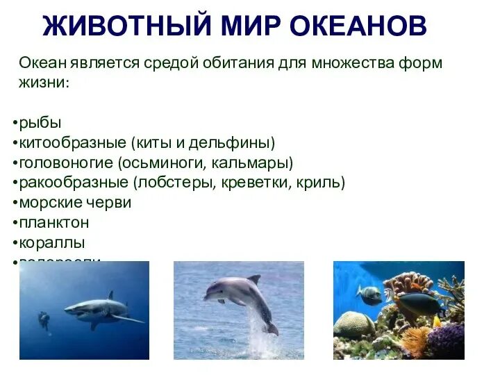 Обитатели океана презентация. Животные океанов презентация. Обитатели океанов презентация. Сообщение об обитателях морей и океанов. Обитатели мирового океана доклад.
