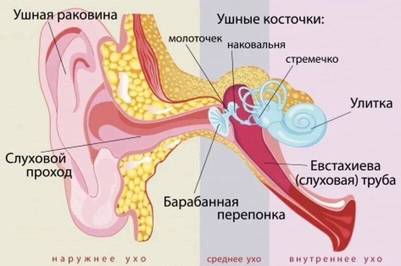 Строение уха человека евстахиева труба. Строение уха евстахиева труба. Евстахиева труба анатомия человека. Слуховая труба анатомия строение. Слуховые трубочки