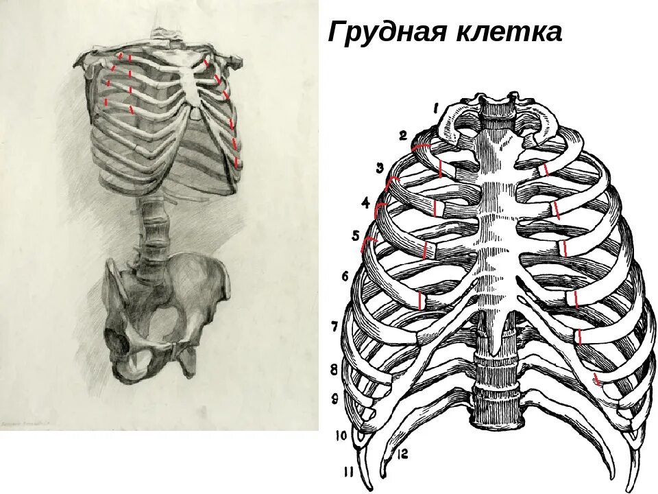 Анатомия костей грудной клетки. Грудная клетка кости скелета. Кости рёбер с грудиной. Кости Грудина человека анатомия.