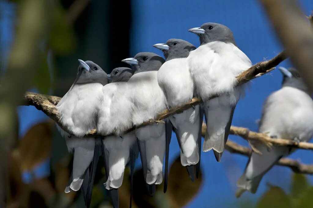 Kind birds. Artamus cyanopterus. Artamus leucorynchus. Ласточковые сорокопуты. Птички артамы.