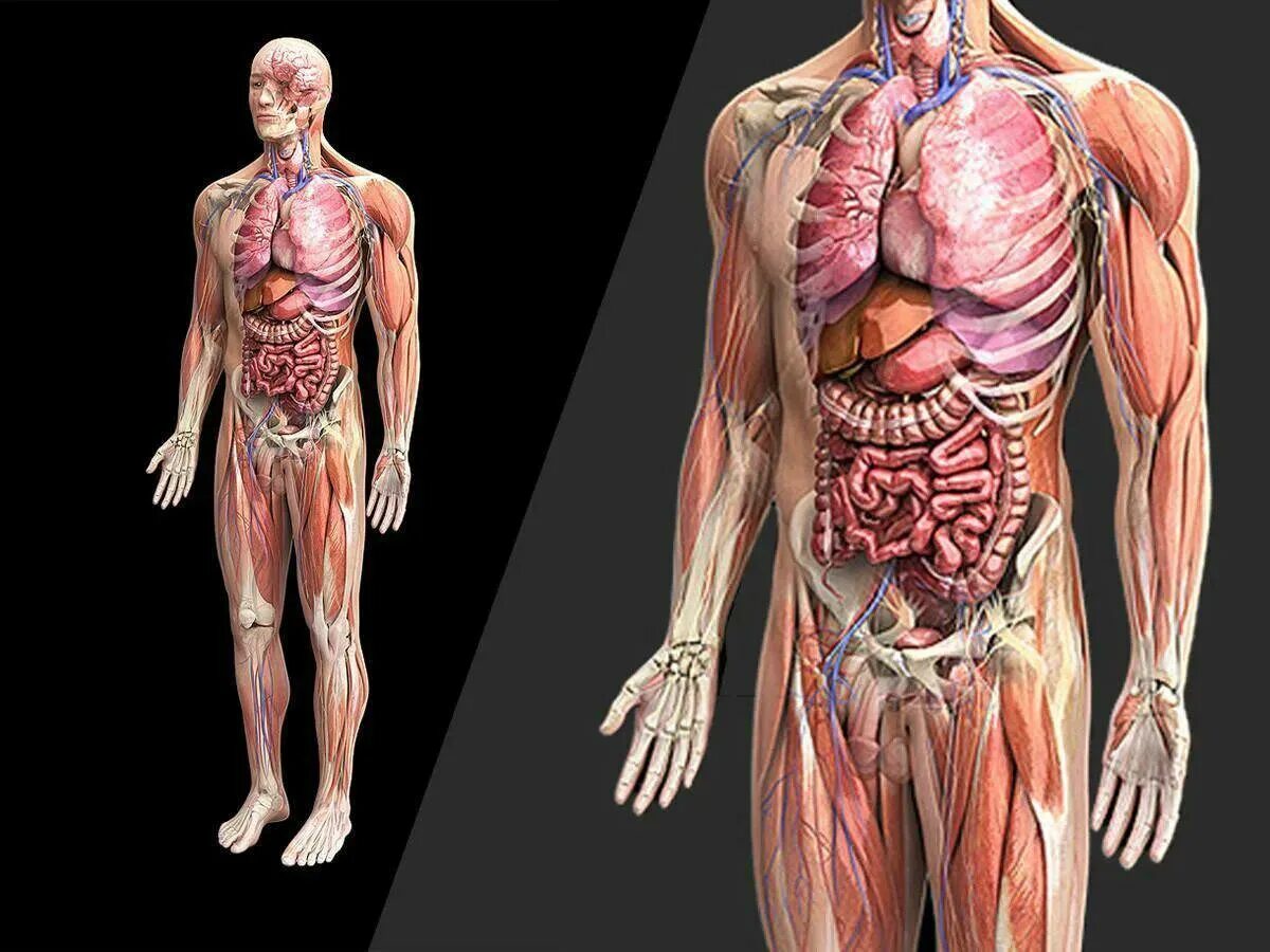 Анатомия человека. Анатомия тела. Тема строение человека. Анатомия человека органы.