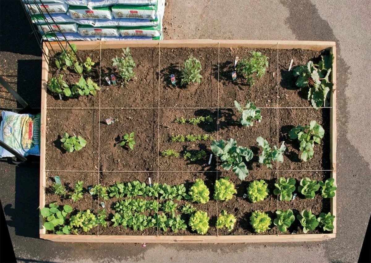 Кофе в огороде применение. Гидропоническая ферма клубники. Огород на даче. Высокие грядки партнер. Многоярусная клумба для цветов.
