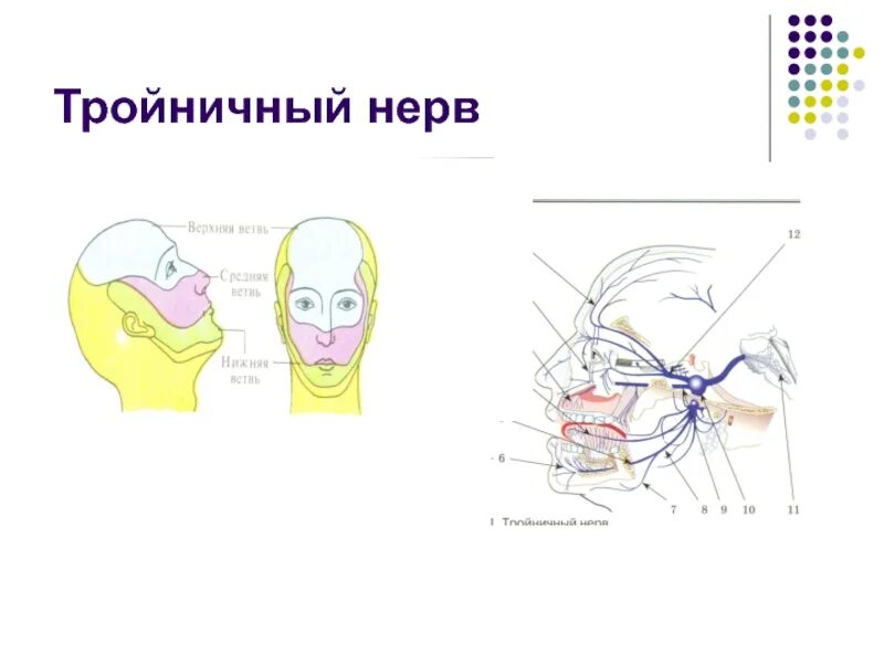 Как вылечить тройничный нерв лица. Невралгия тройничного нерва нижней челюсти. воспаление тройничного нерва нижняя ветвь. невралгия 2 ветви тройничного нерва. тройничный нерв слева.