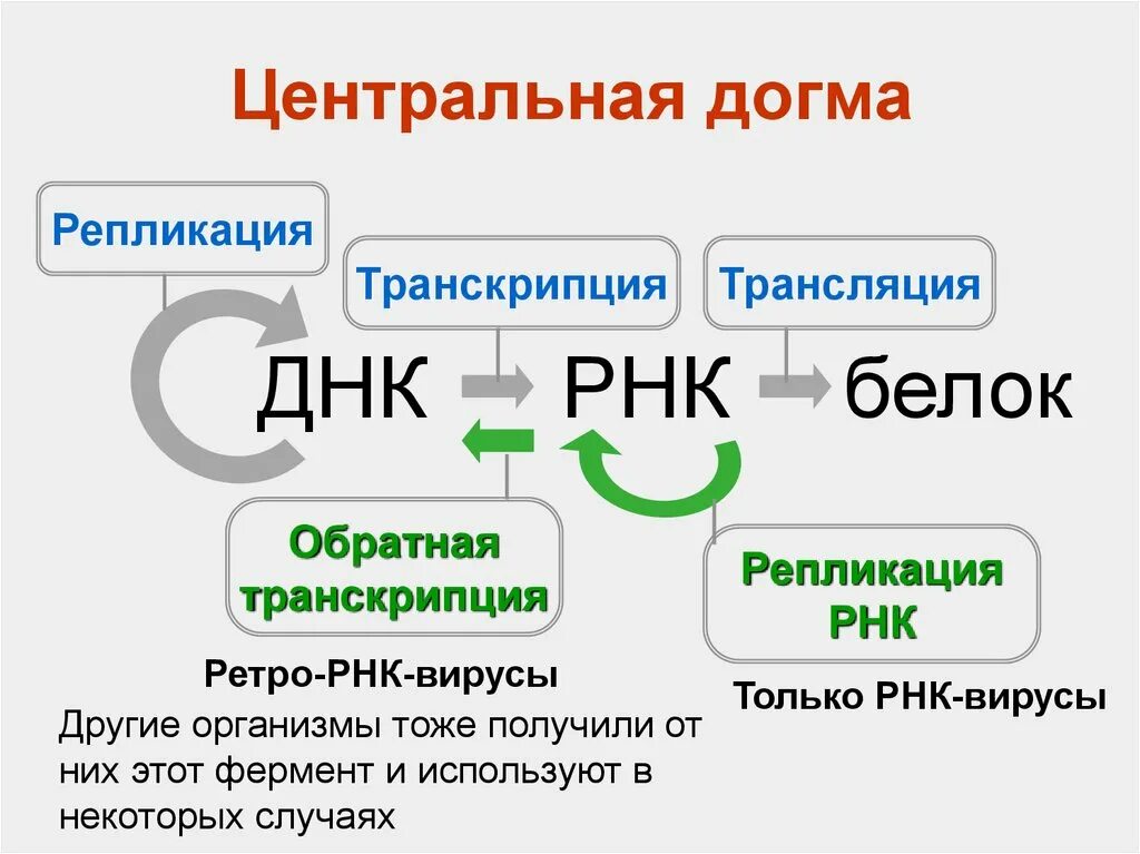 Репликация транскрипция трансляция таблица. Репликация транскрипция трансляция ДНК. Что такое транскрибация и трансляции. Матричные процессы репликация репарация транскрипция трансляция.