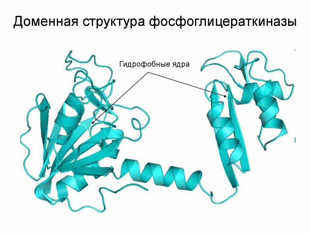 Доменная структура белков. Доменная структура. Фосфоглицераткиназа строение. Доменная структура белка.