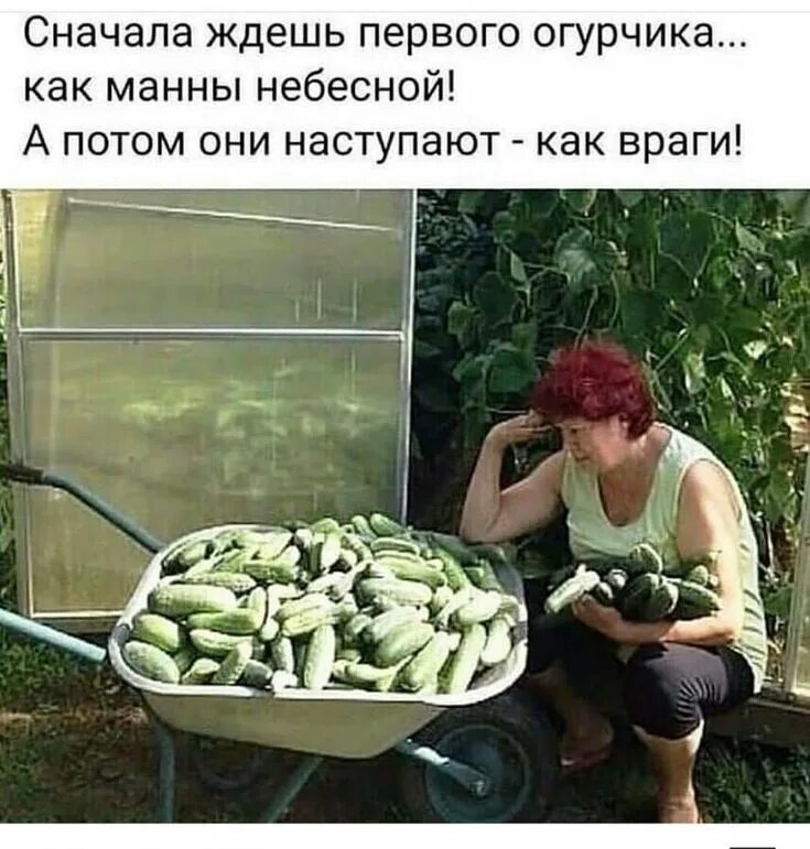 Не до завтрака, когда даже огурец хочется сосать, а не есть