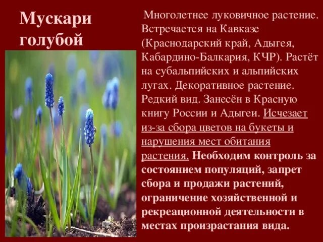 Сообщение о растениях краснодарского края. Растения кубани занесенные в красную. растения занесенные в красную книгу. растения красной книги краснодарского края. цветы красной книги краснодарского края.