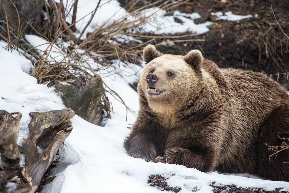 Медведь в ильменском заповеднике. Бурый медведь весной. Медведь весна. Медведь в лесу. Бурый медведь весной.