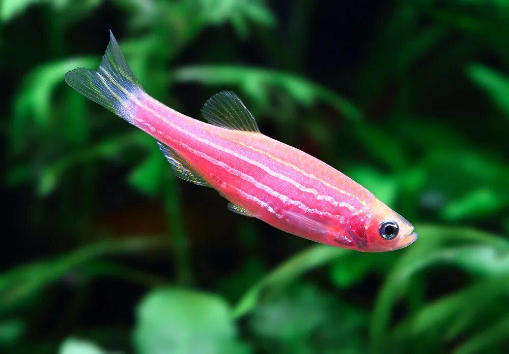 Image result for blue king tetra for sale Aquarienfische, Aquarium fische, Wasse