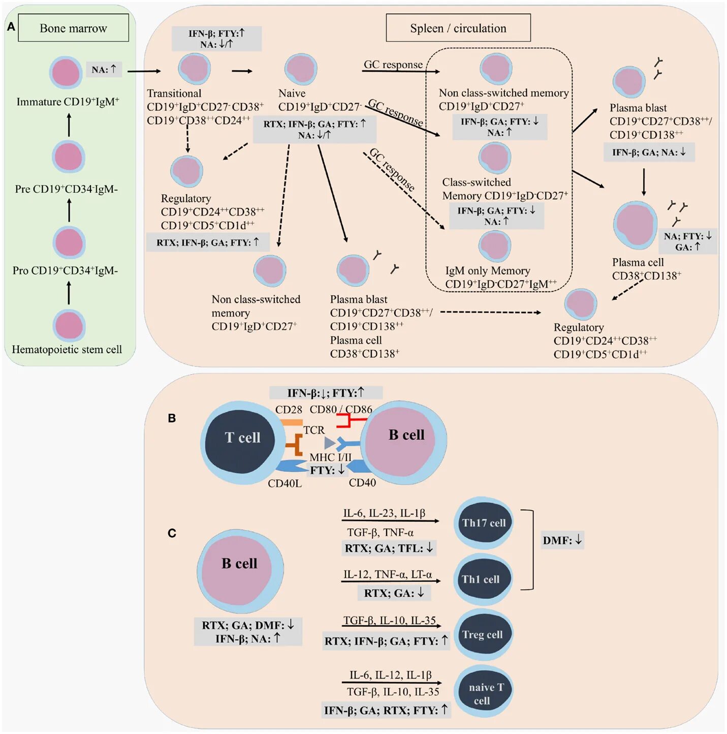 B Cells иммунология. Cd19 клетки. Pro-b Cells. B Cell Development.