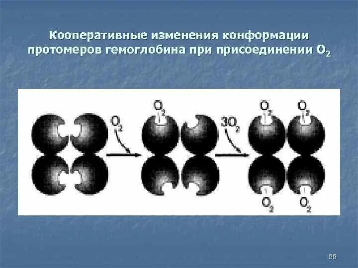 Изменение конформации. Кооперативность изменения конформации протомеров. кооперативные изменения конформации протомеров примеры. кооперативные изменения в молекулах белков. аллостерические кооперативные изменения конформации протомеров.