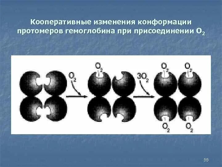 Изменение конформации. Кооперативность изменения конформации протомеров. Кооперативные изменения конформации протомеров примеры. Кооперативные изменения в молекулах белков. Аллостерические кооперативные изменения конформации протомеров.