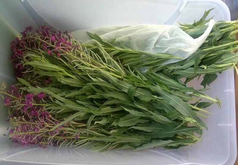 Какую траву используют
