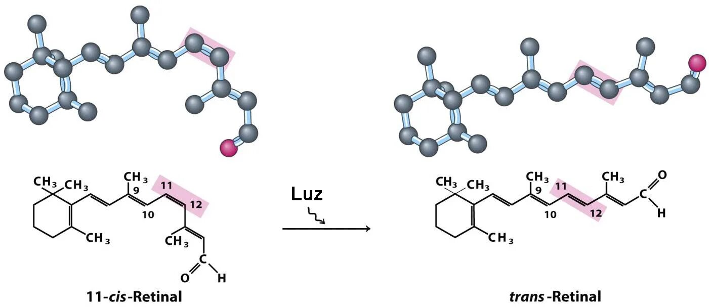 Цис молекула. 11 CIS ретиналь. Превращение цис ретиналя в транс. Цис-транс-Фотоизомеризация ретиналя.. Цис ретинол.