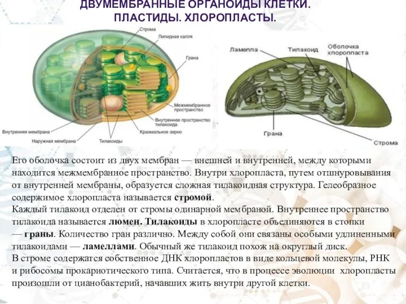 Какие признаки характерны для хлоропласта. Органоид хлоропласт строение. Функции органоидов хлоропласта. Строение органоида пластиды. Пластиды двухмембранный органоид.