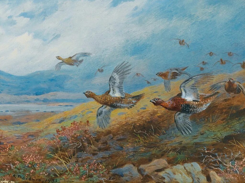 роджер тори петерсон -. куропатка астрахань. художник анималист арчибальд торберн. торберн арчибальд живопись. ястреб картина.