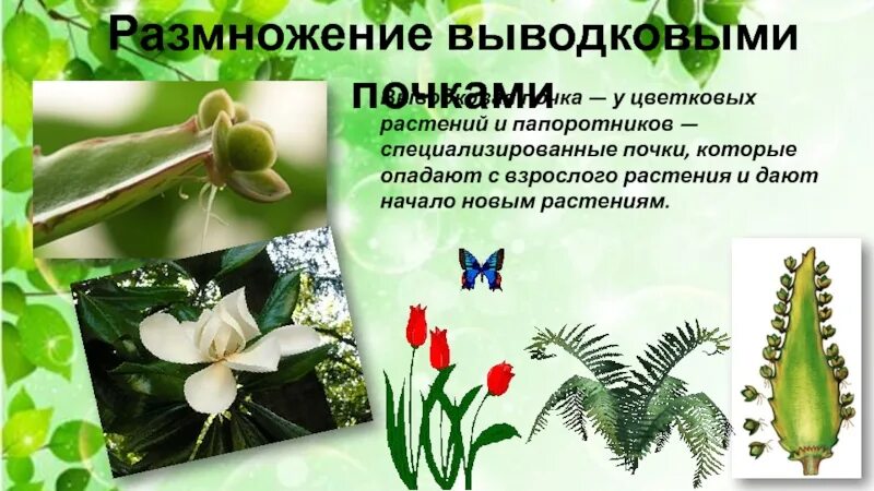 Как называется размножение почками. Вегетативное размножение растений выводковыми почками. размножение растений выводковыми почками. выводковыми почками размножаются. выводковые почки у растений.