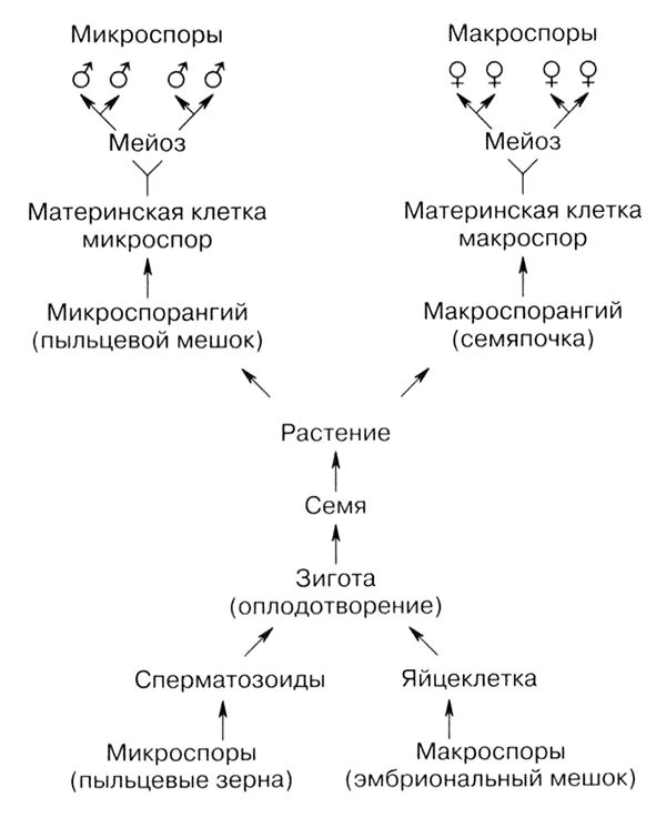 Цикл развития покрытосеменных растений схема. Жизненный цикл покрытосеменных растений схема. Размножение покрытосеменных растений схема. Схема цикла размножения покрытосеменных. Образование гаплоидной макроспоры мейоз образование восьмиядерного