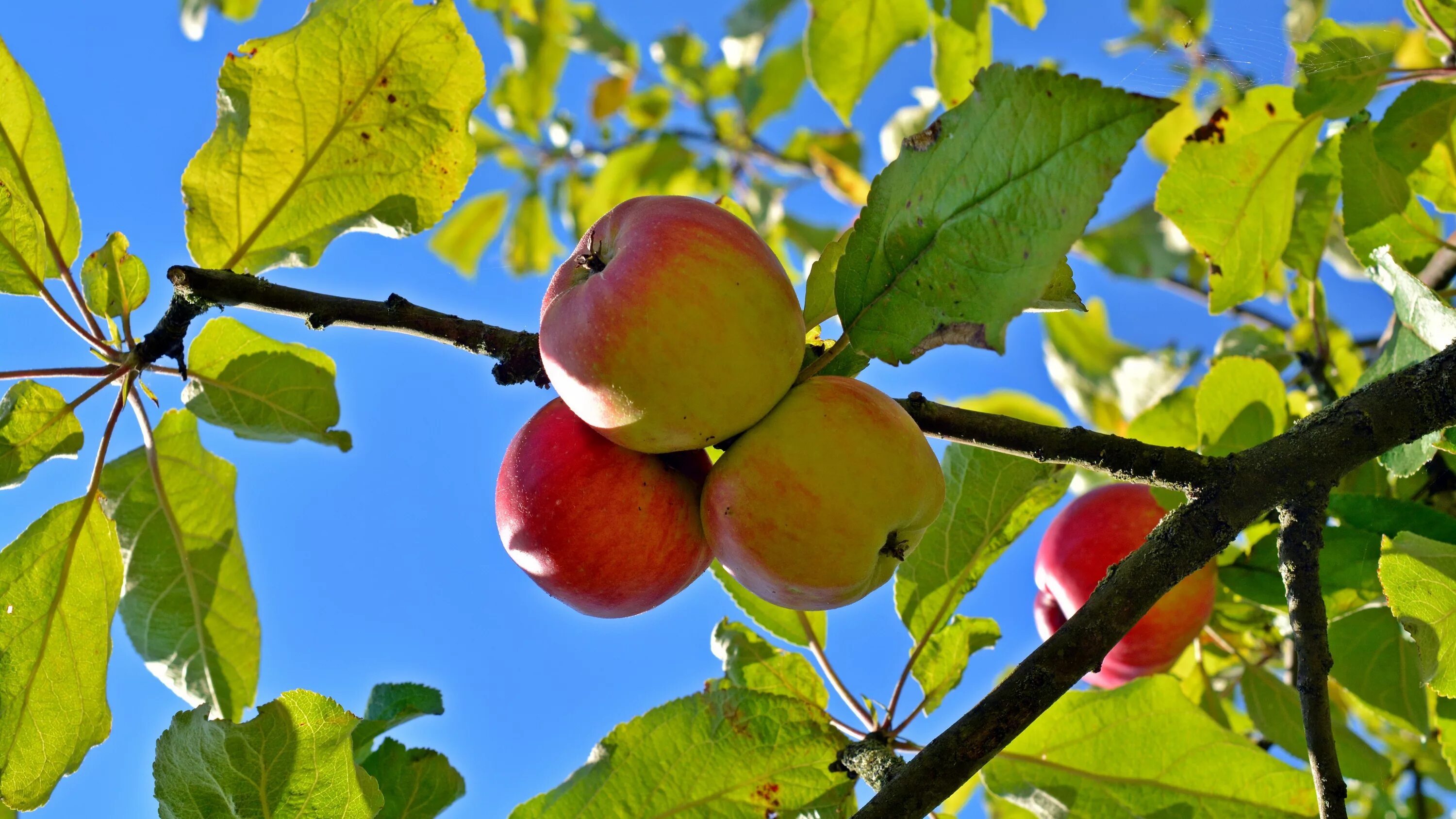 Яблоня телефоны. Яблоня дерево. Яблоки на дереве. Яблоки на ветке. Яблоня с яблоками.