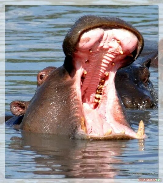 Зубы бегемота фото Straight from a Hippo's mouth A hungry Hippo begging for c. Flickr