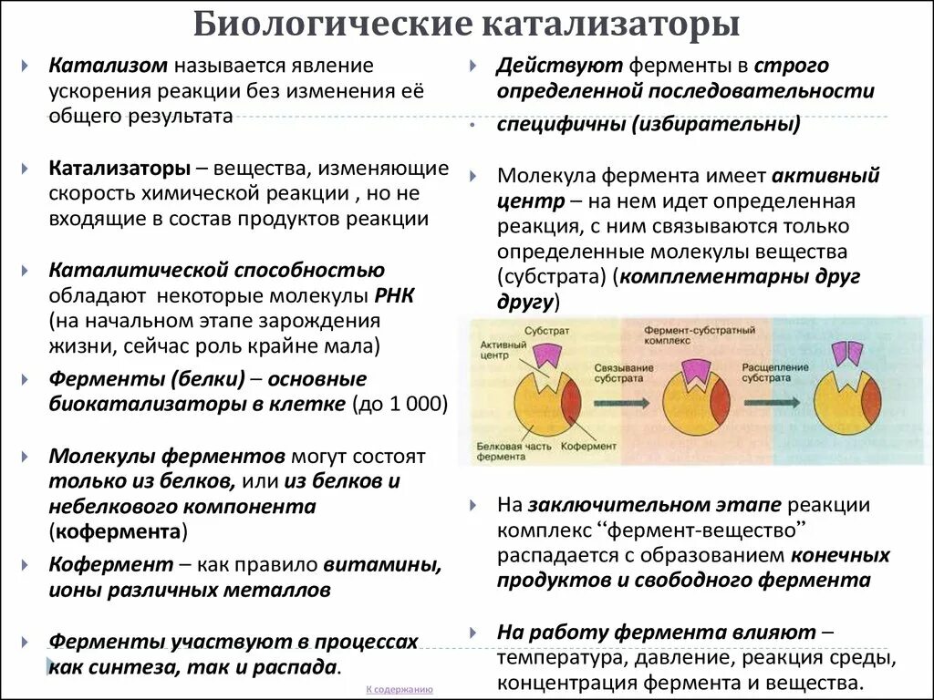 Катализаторы живых клеток. Ферменты биологические катализаторы 10 класс конспект. Ферменты биологические катализаторы химических реакций. Ферменты биологические катализаторы 10 класс. Биологические катализаторы 9 класс.