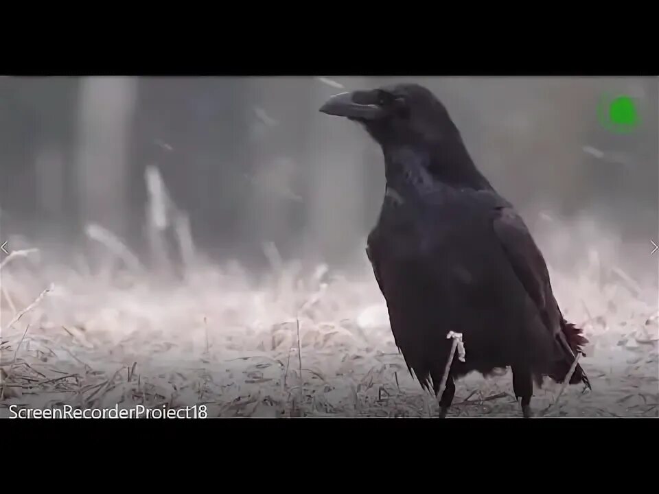 Н вороной