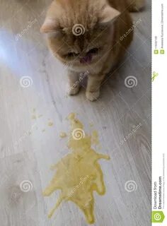Кошку рвет жидкостью