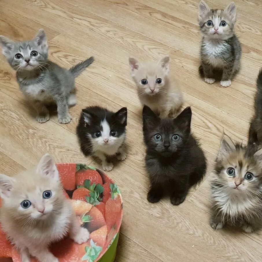 Взять котенка в москве