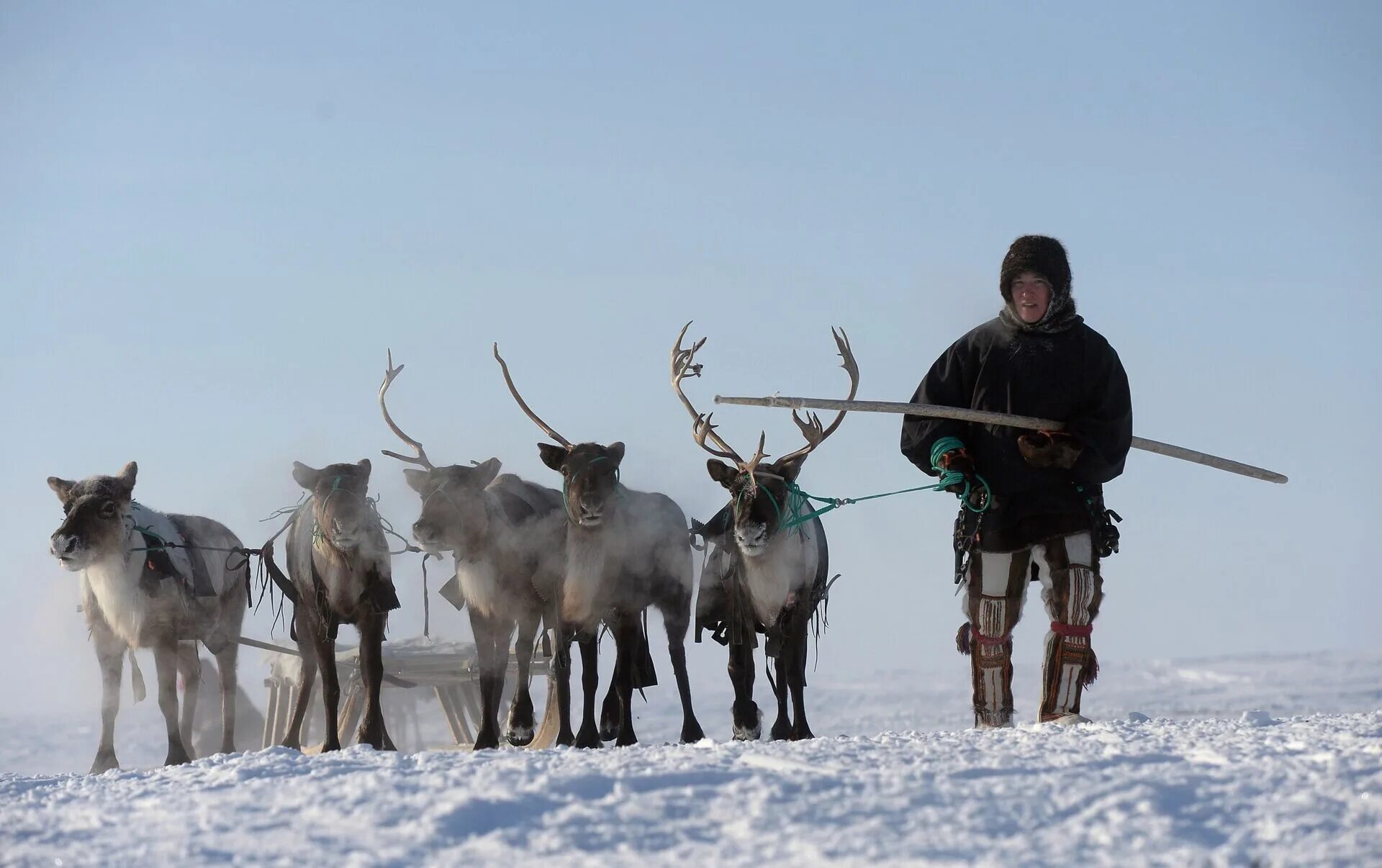 север ямал. якуты с оленями. северный олень тундра ненцы. ненцы ханты манси. чум ненцев в тундре.