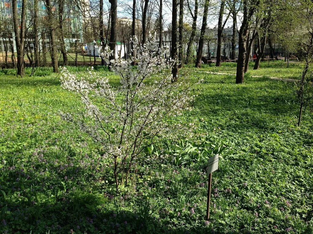 Сакура в аптекарском огороде. Аптекарский огород сакура. аптекарский огород в москве сакура. аптекарский городок сакура. махровая сакура аптекарский огород.