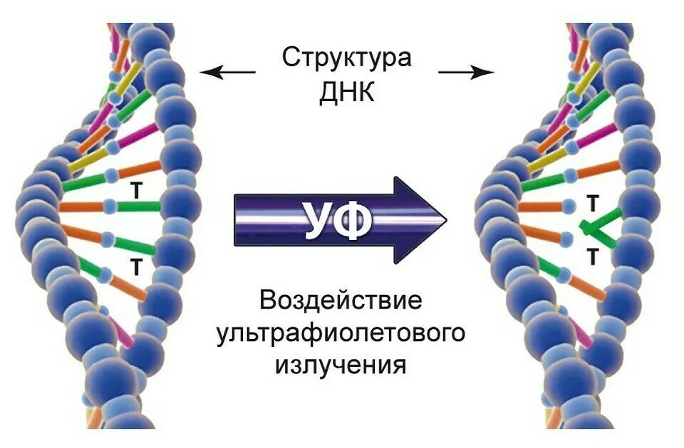 Воздействие ультрафиолета на ДНК. Влияние УФ-излучения на ДНК. Структура ДНК. Воздействие ультрафиолетового излучения на ДНК бактерии.