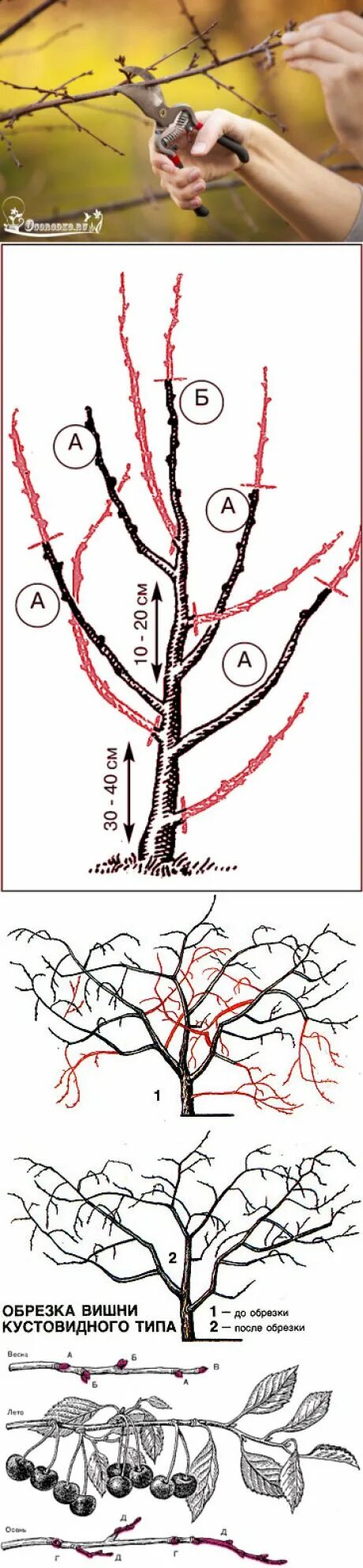 Обрезка черешни когда и как правильно. Обрезка черешни осенью схема. Обрезка вишни. Схема обрезки вишни. Схема обрезки вишни весной.