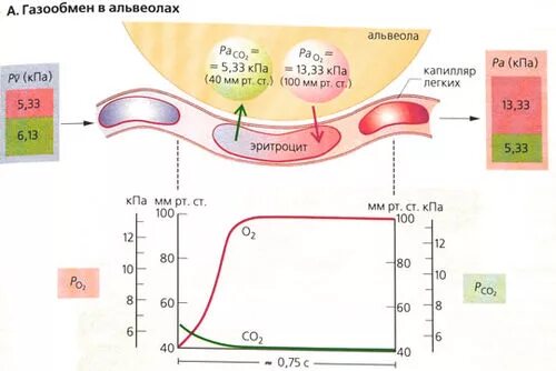 Газообмен в альвеолах и тканях. Газообмен в альвеолах. Схема газообмена в альвеолах. Обмен газов в альвеолах легких. Круги газообмена в легких