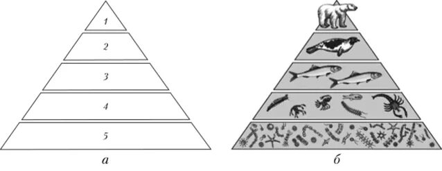 Постройте пирамиду чисел пищевой цепи. Экологическая пирамида Элтона. Экологическая пирамида это в биологии. Трофический уровень экологической пирамиды. 11кл биология экологическая пирамида чисел биомассы.