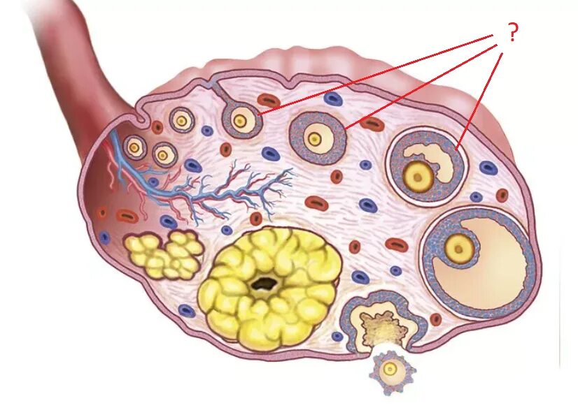 Созревание фолликула в яичнике происходит. Строение яичника. Яичники у женщин. Желтое тело строение.