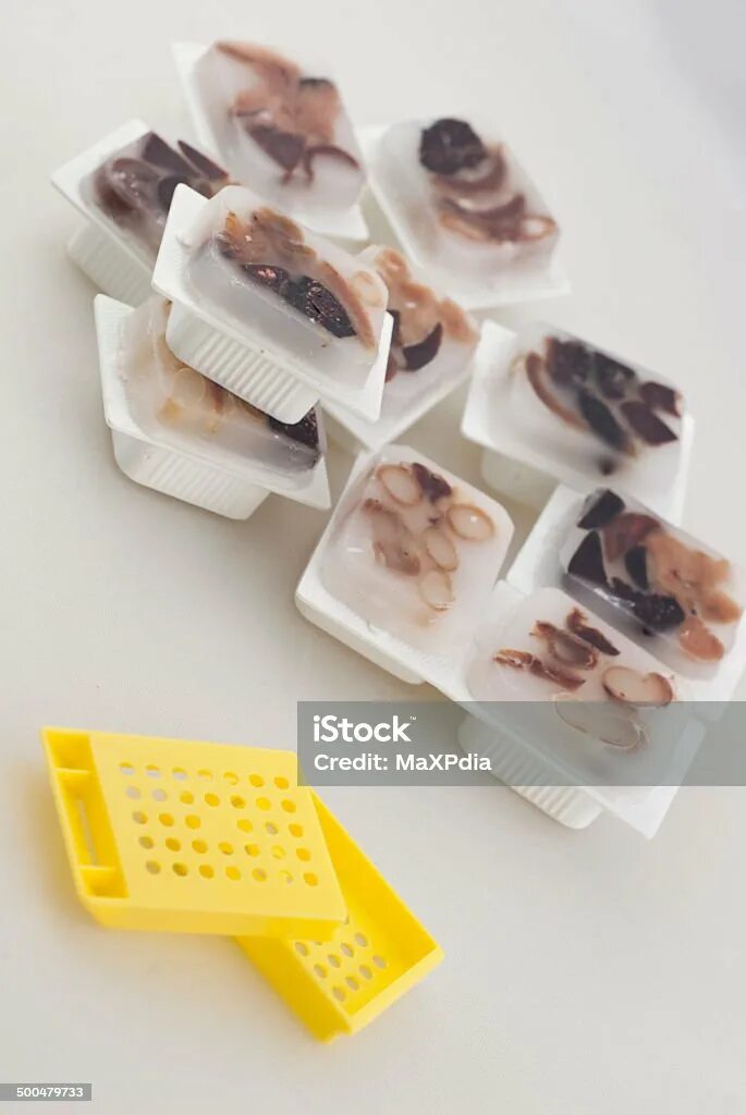 Парафиновый блок гистология. Коробочки для гистологических стекол. Гистологические препараты стекла. Предметные стекла для гистологии. Блоки гистологии.