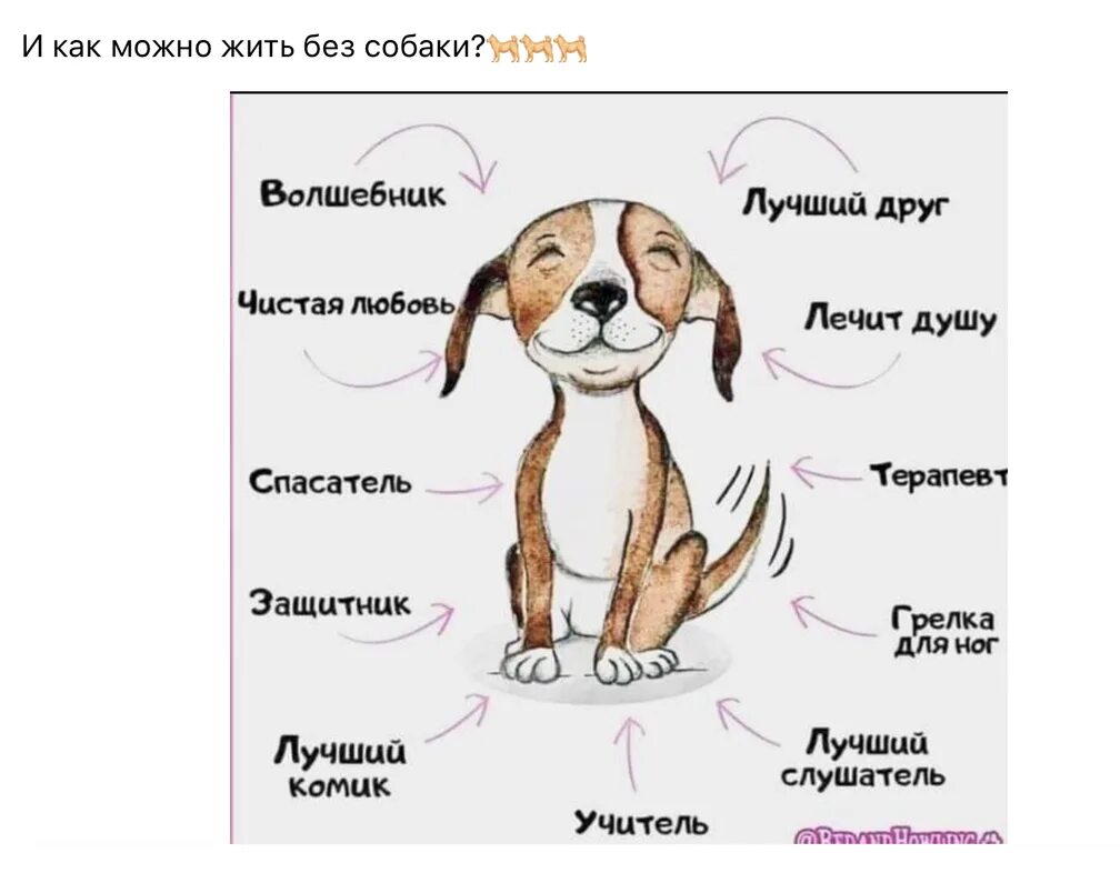 Имена для щенков мальчиков клички собак. Как назвать щенка мальчика. Импна для собак мальчик.