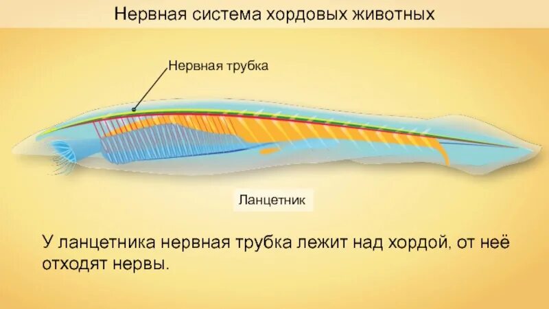 Центральная нервная система ланцетника. Нервная трубка ланцетника. Трубчатая нервная система ланцетника. Хордовые ланцетник нервная система.