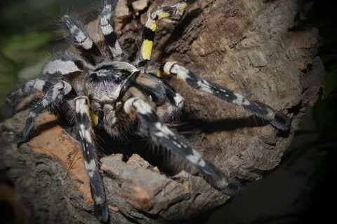 Как выглядит паук тарантул красивые фото и картинки - Каталог Фото