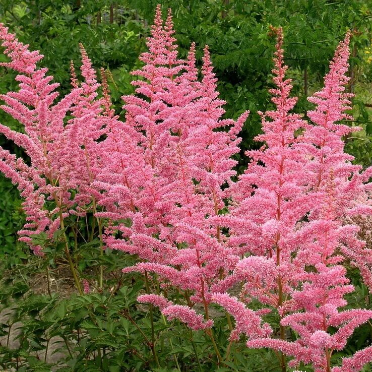 Астильба виды сорта. Астильба арендса &#039;cattleya&#039;. астильба арендса каттлея. astilbe arendsii cattleya. астильба арендса каттлея (cattleya).