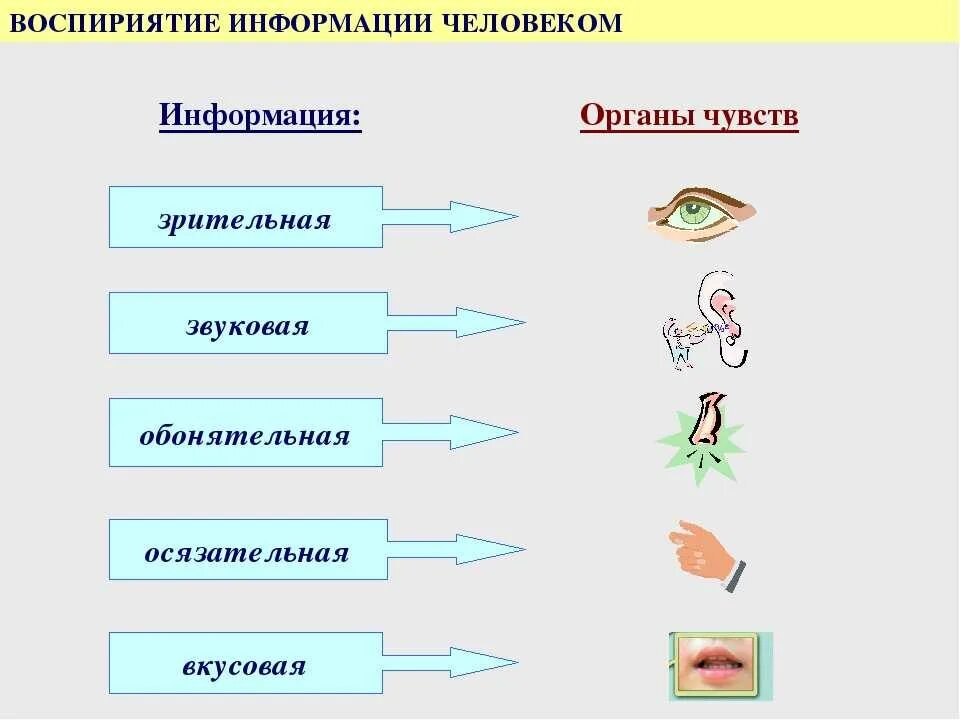 В которых любому органу будет. Органы чувств информация. Органы восприятия человека. Вид информации чувство орган. Информация про органы чувств человека.