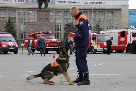 Пожарные собаки