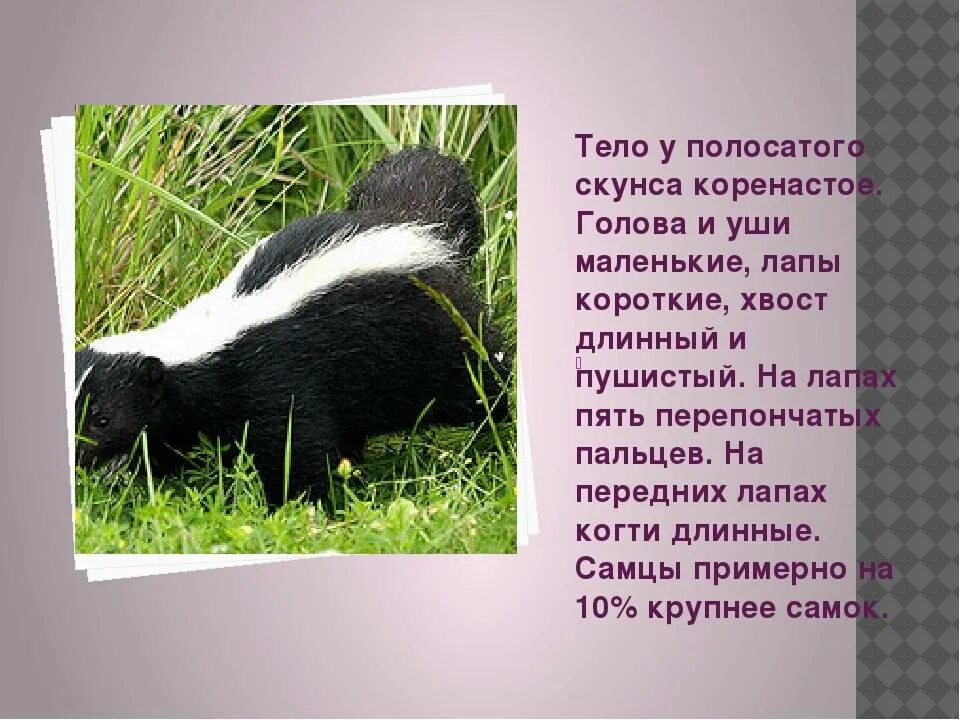 Где обитает скунс. Скунс описание животного. скунс северной америки описание. скунс живёт в северной америке. полосатый скунс.