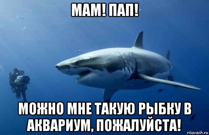 Акула Мем. Мемы про акул. Пон Мем с акулой. Белая акула Мем.