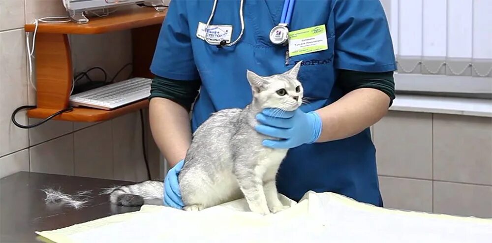 Может ли быть у кошки температура. Норм кошка. как измерить температуру кошке. угнетенное состояние кошки.